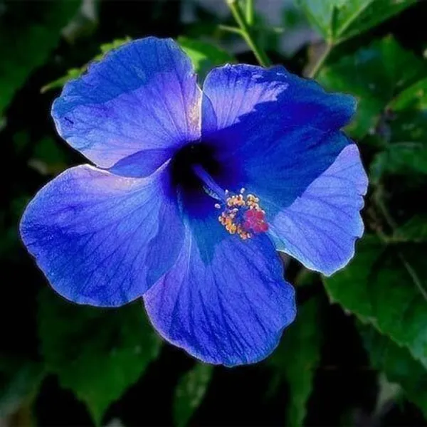 Hibiscus_Plant_(Hybrid,_Pack_of_1)