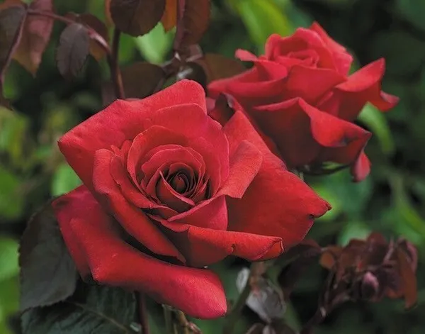 Hibiscus_Plant_(Hybrid,_Pack_of_1)