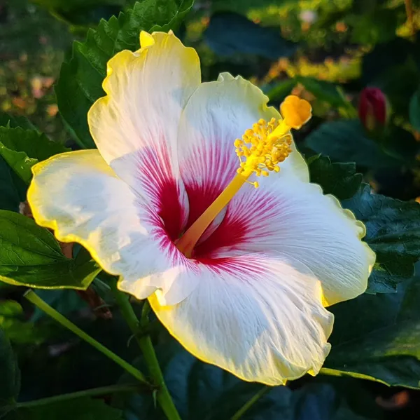 Hibiscus_Plant_(Hybrid,_Pack_of_1)