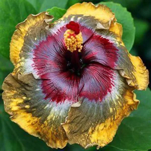 Hibiscus_Plant_(Hybrid,_Pack_of_1)
