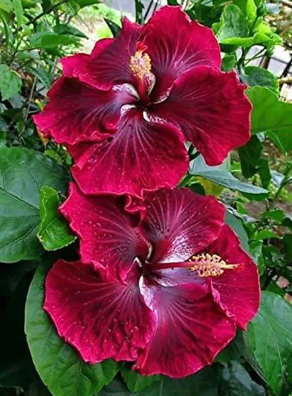Hibiscus_Plant_(Hybrid,_Pack_of_1)