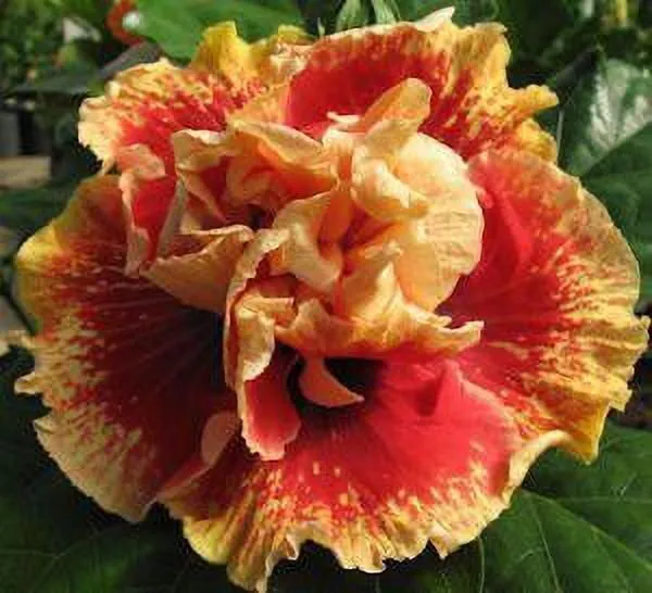 Hibiscus_Plant_(Hybrid,_Pack_of_1)
