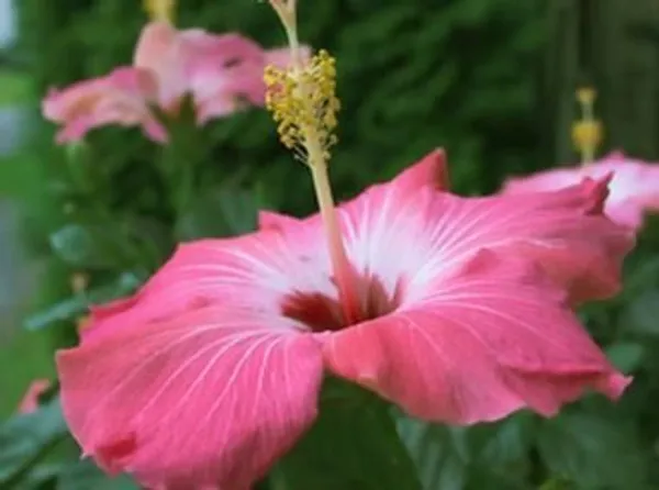 Hibiscus_Plant_(Hybrid,_Pack_of_1)