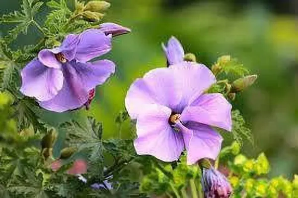 Hibiscus_Plant_(Hybrid,_Pack_of_1)