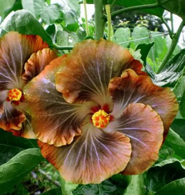 Hibiscus_Plant_(Hybrid,_Pack_of_1)