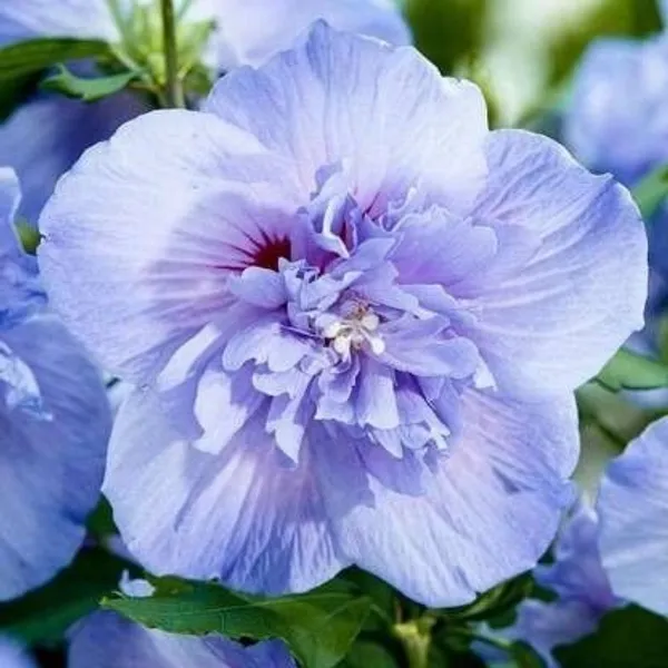 Hibiscus_Plant_(Hybrid,_Pack_of_1)
