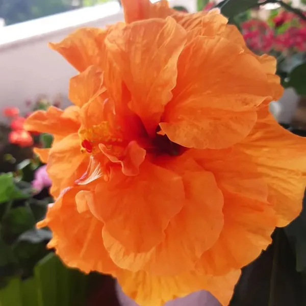 Hibiscus_Plant_(Hybrid,_Pack_of_1)