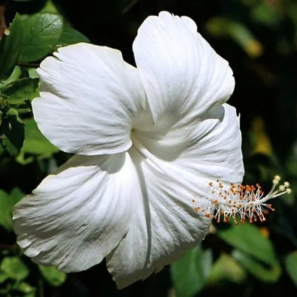 Hibiscus_Plant_(Hybrid,_Pack_of_1)