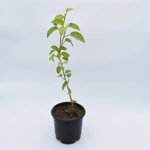 Hibiscus_Plant_(Hybrid,_Pack_of_1)