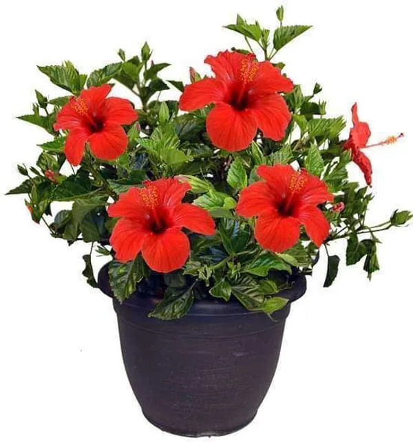 Hibiscus_Plant_(Hybrid,_Pack_of_1)