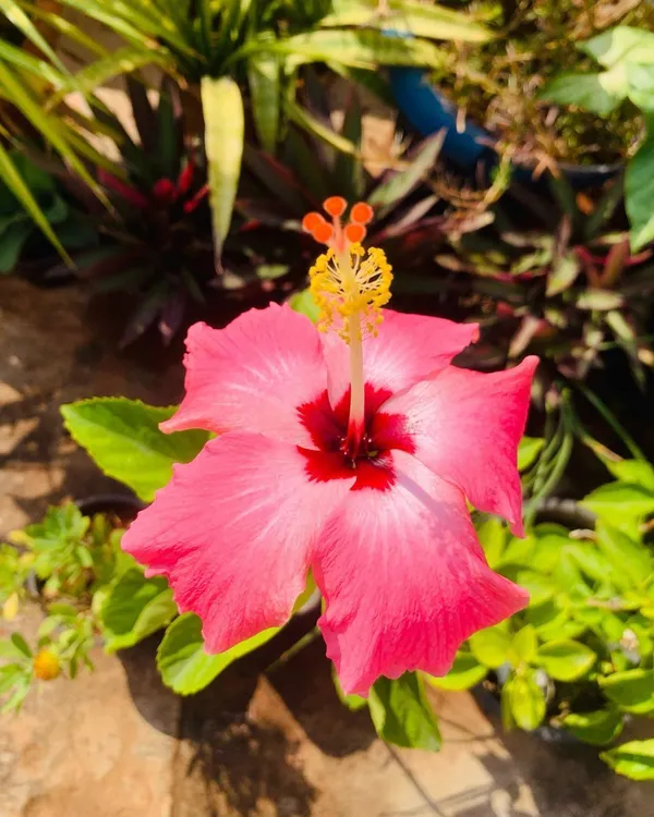 Hibiscus_Plant_(Hybrid,_Pack_of_1)