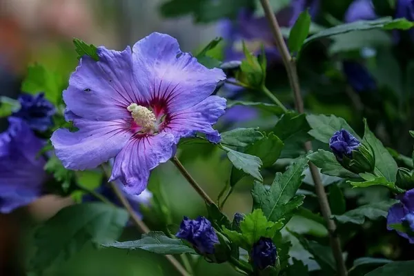 Hibiscus_Plant_(Hybrid,_Pack_of_1)