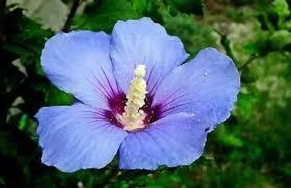 Hibiscus_Plant_(Hybrid,_Pack_of_1)