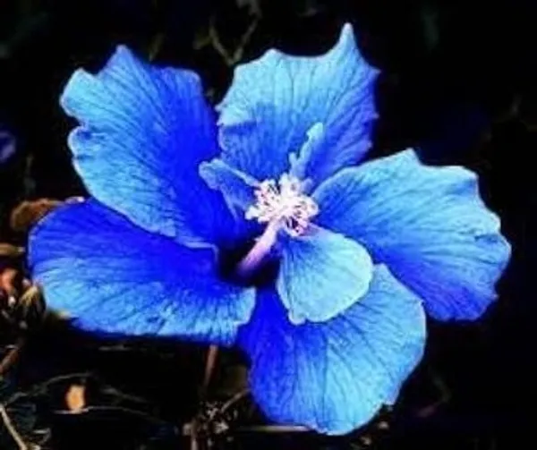 Hibiscus_Plant_(Hybrid,_Pack_of_1)