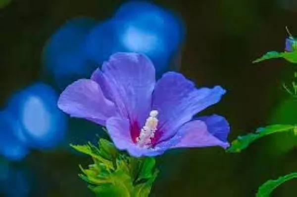 Hibiscus_Plant_(Hybrid,_Pack_of_1)
