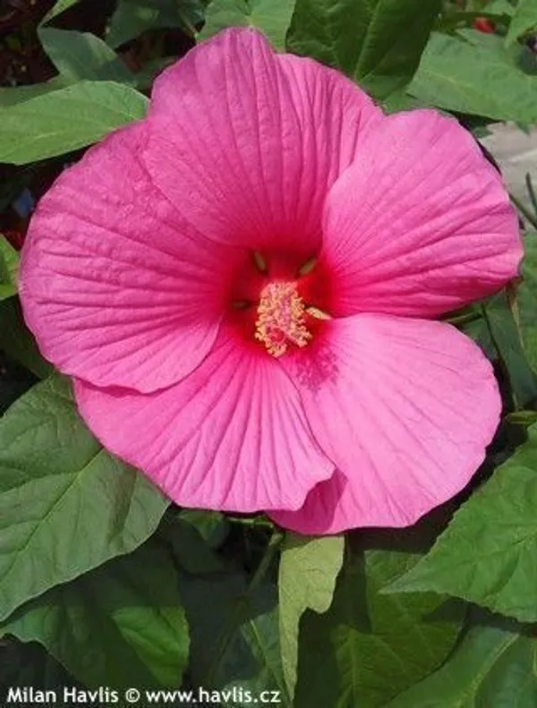Hibiscus_Plant_(Hybrid,_Pack_of_1)