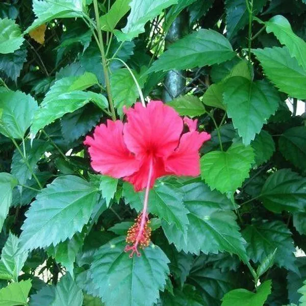 Hibiscus_Plant_(Hybrid,_Pack_of_1)