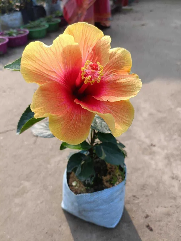 Hibiscus_Plant_(Hybrid,_Pack_of_1)