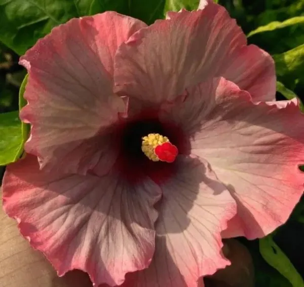 Hibiscus_Gudhal_Flower_Plant_(Hybrid,_Pack_of_1)
