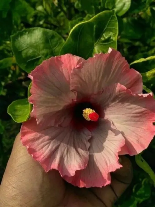Hibiscus_Gudhal_Flower_Plant_(Hybrid,_Pack_of_1)