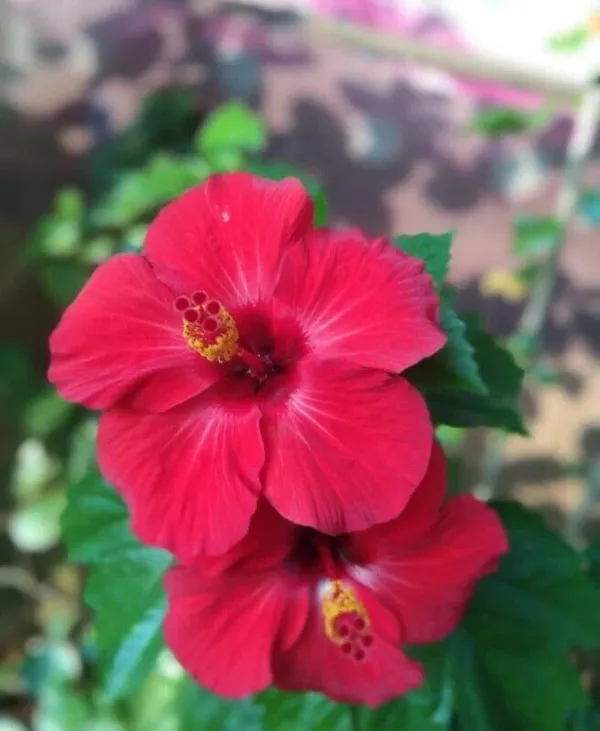 Hibiscus_Plant_(Hybrid,_Pack_of_1)