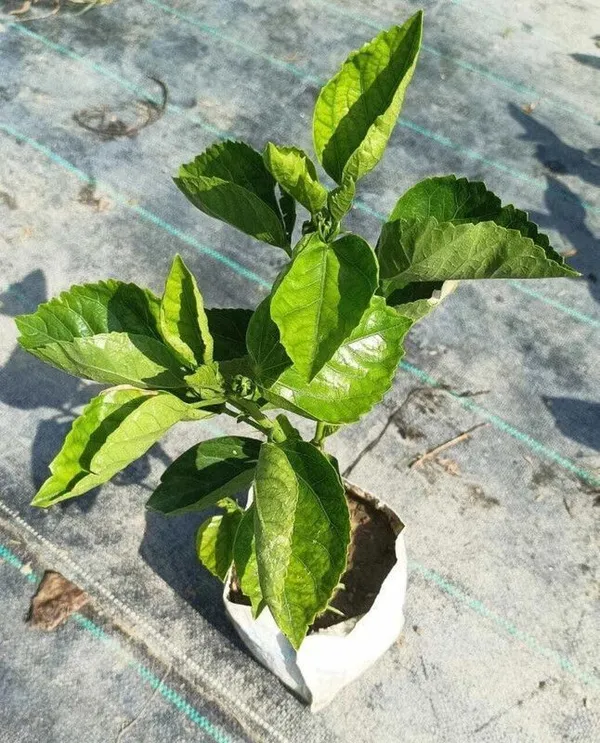Hibiscus_Plant_(Hybrid,_Pack_of_1)