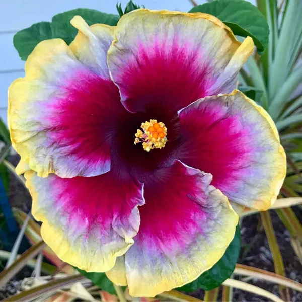 Hibiscus_Plant_(Hybrid,_Pack_of_1)
