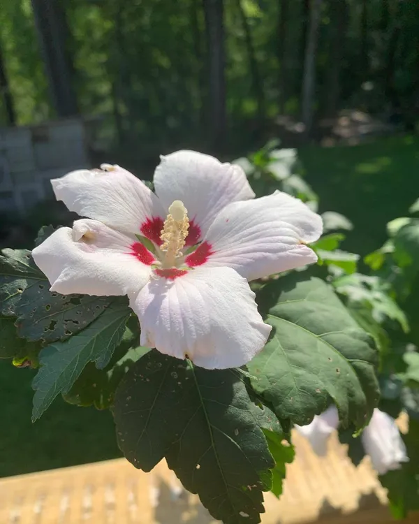 Hibiscus_Plant_(Hybrid,_Pack_of_1)
