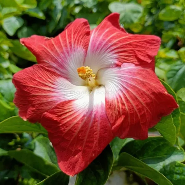 Hibiscus_Plant_(Hybrid,_Pack_of_1)