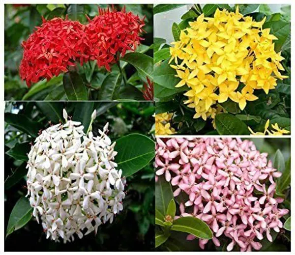 Trothic_Ixora/Chethi_Plant_(Hybrid,_Pack_of_1)