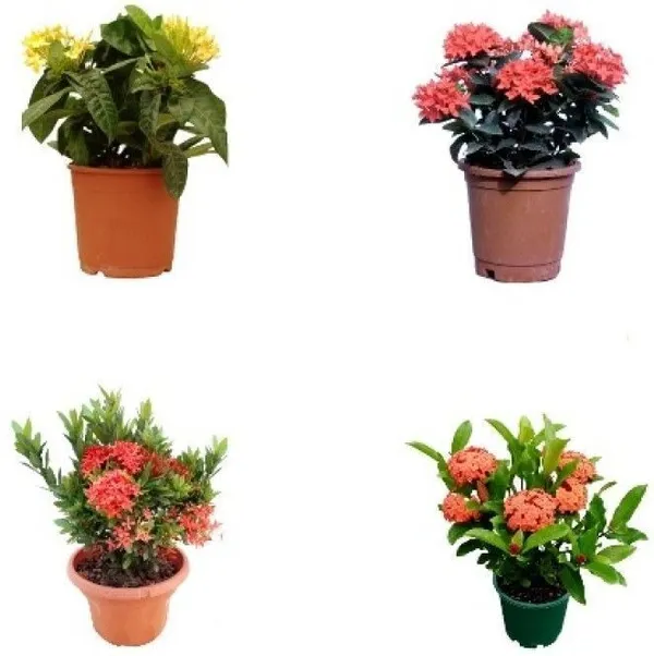 Trothic_Ixora/Chethi_Plant_(Hybrid,_Pack_of_1)