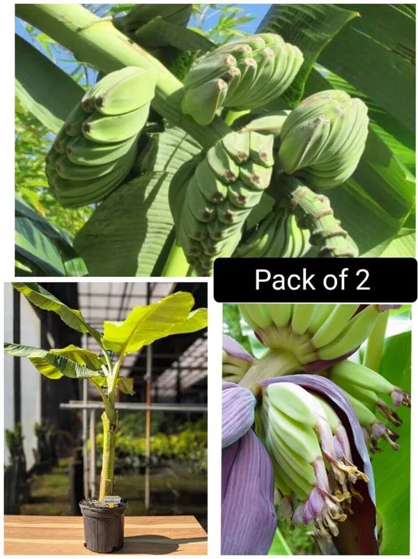 Banana_Plant_(Hybrid,_Pack_of_1)