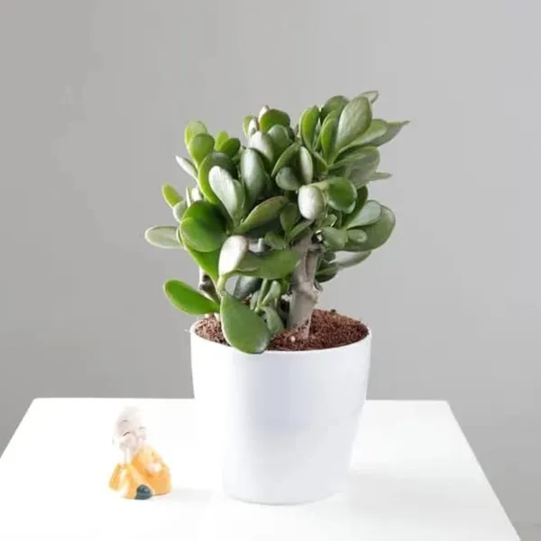 Jade_Plant_(Hybrid,_Pack_of_1)