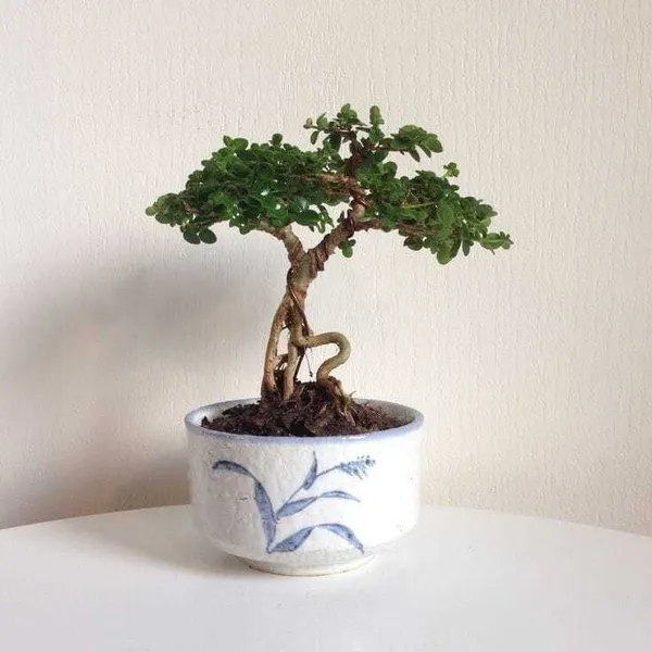 Jade_Plant_(Hybrid,_Pack_of_1)