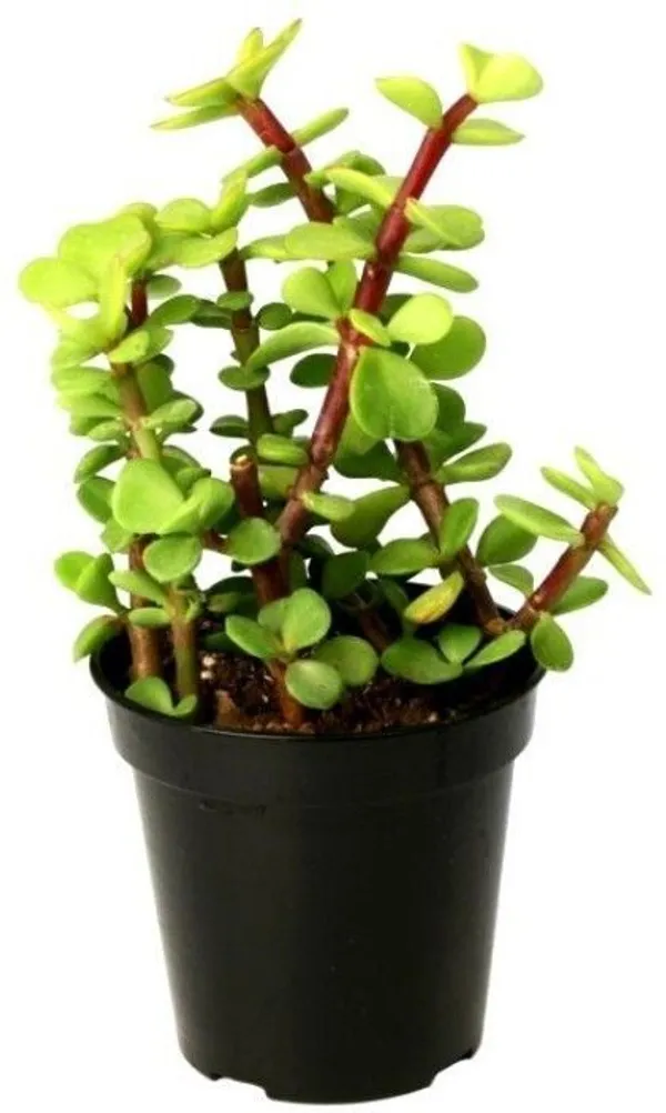 Jade_Plant_(Hybrid,_Pack_of_1)