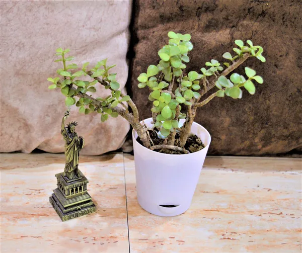 Jade_Plant_(Hybrid,_Pack_of_1)
