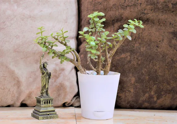 Jade_Plant_(Hybrid,_Pack_of_1)