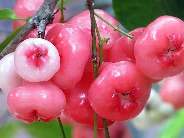 Jamun_Plant_(Hybrid,_Pack_of_1)