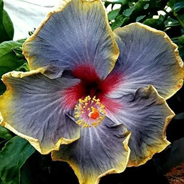 Hibiscus_Plant_(Hybrid,_Pack_of_1)