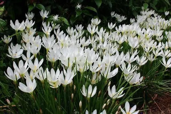 Lily_Plant_(Hybrid,_Pack_of_1)