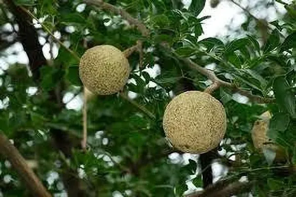 Wood_Apple_Plant_(Hybrid,_Pack_of_1)