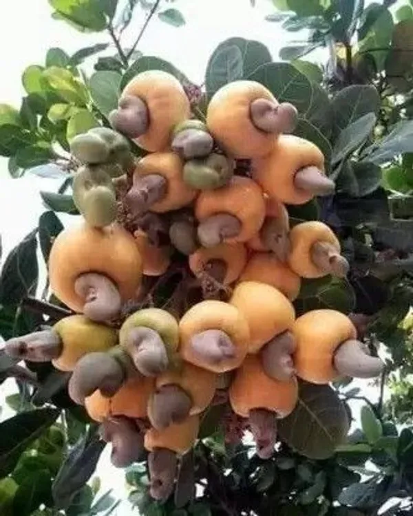 Cashew_Plant_(Hybrid,_Pack_of_1)