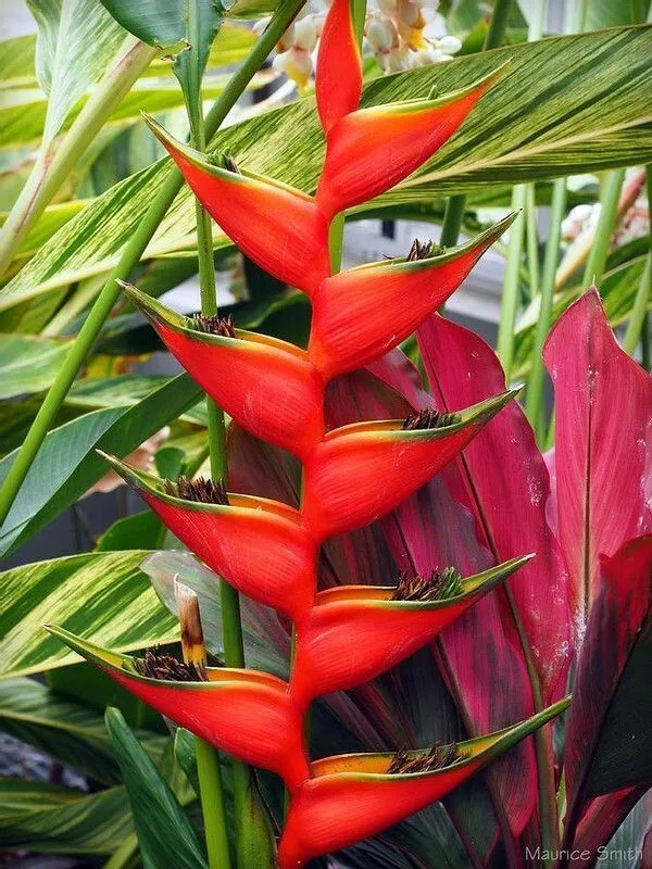 Bird_of_Paradise_Plant_(Hybrid,_Pack_of_1)