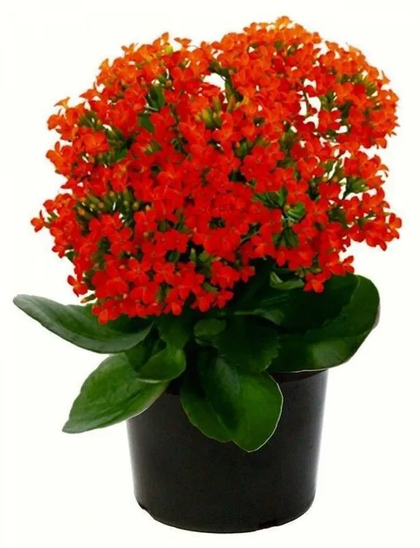 Kalanchoe_Plant_(Hybrid,_Pack_of_1)