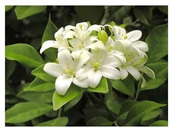 Night_Bloom_Jasmine_Plant_(Hybrid,_Pack_of_1)