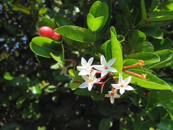 Karonda_Plant_(Hybrid,_Pack_of_1)