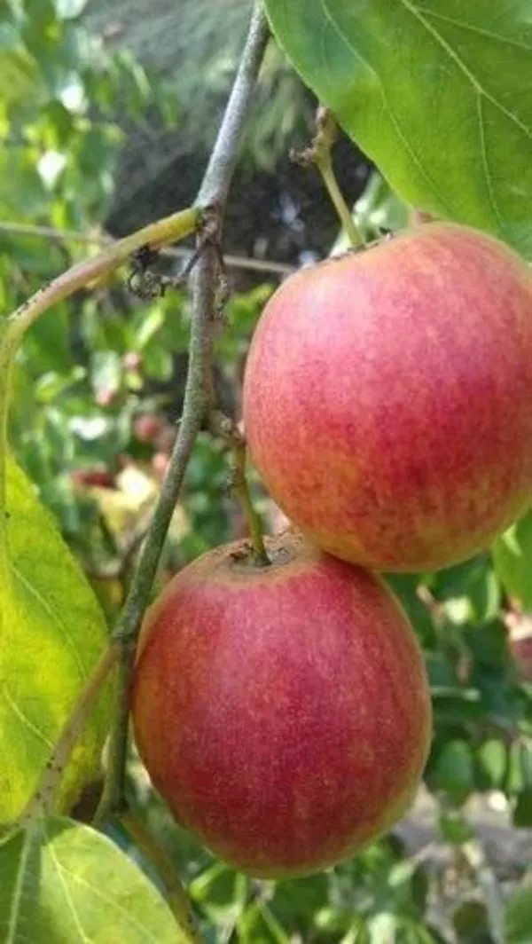 Ber_Apple_Plant_(Hybrid,_Pack_of_1)