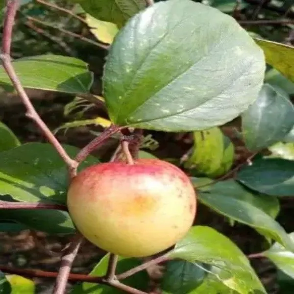 Ber_Apple_Plant_(Hybrid,_Pack_of_1)