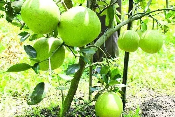 Pomelo_Plant_(Hybrid,_Pack_of_1)