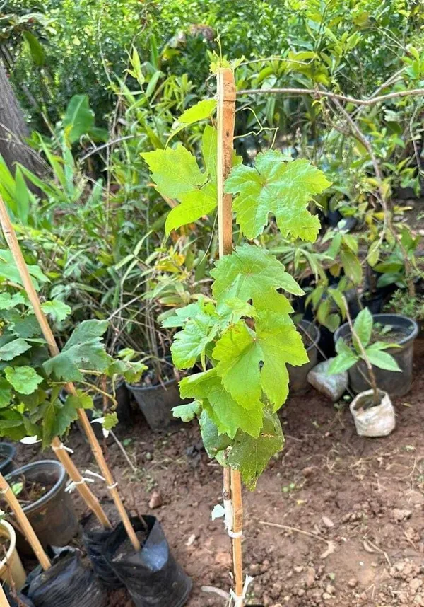 Grapes_Plant_(Hybrid,_Pack_of_1)